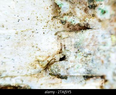 Birkenrinde auf lebendigem Baum. Europäische Weißbirke; Trauerbirke. Extreme Nahaufnahme. Auf weißer Birkenrinde (Silberrinde) schrieben Slawen (Veliky Nowgorod) Mess Stockfoto