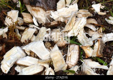 Background Biaver Chips. Große Rasuren von alten Bibern. Es ist interessant, dass der Biber nicht den Baumstamm nagt und den unteren inci sägt Stockfoto