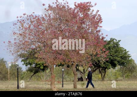 Islamabad, Pakistan. Dezember 2023. Ein Mann spaziert im Fatima Jinnah Park in Islamabad, der Hauptstadt Pakistans, 1. Dezember 2023. Quelle: Ahmad Kamal/Xinhua/Alamy Live News Stockfoto