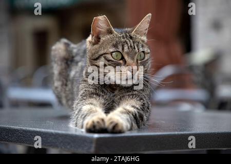 Porträt einer Tabby-Katze, die auf einem Restauranttisch liegt Stockfoto