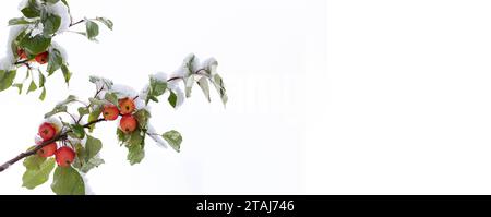 Zweig wilder Äpfel mit kleinen roten Äpfeln und grünen Blättern bedeckt mit nassem Schnee. Details zur Natur. Frühschnee im Herbst. Banner mit Kopierraum auf wh Stockfoto