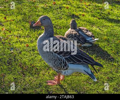 Graugans „Anser anser“. Stockfoto