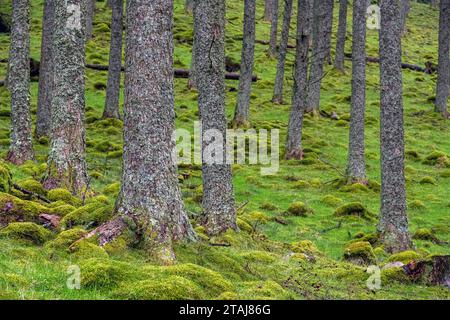 Tannenstämme mit grüner Vegetation um sie herum Stockfoto