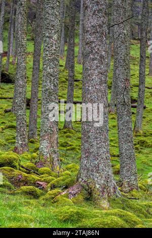 Baumstämme und ein moosiger Boden, gesehen im Lake District, Großbritannien Stockfoto