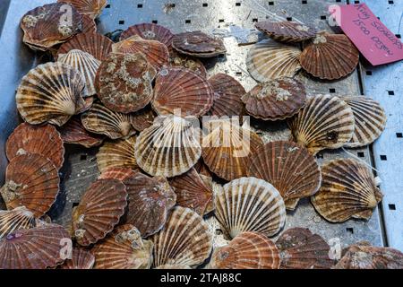 Jakobsmuscheln zum Verkauf auf einem Markt in Belfast, Nordirland Stockfoto