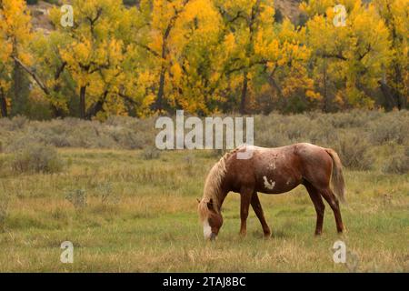 Wildes Pferd, Theodore Roosevelt National Park-South Einheit, North Dakota Stockfoto