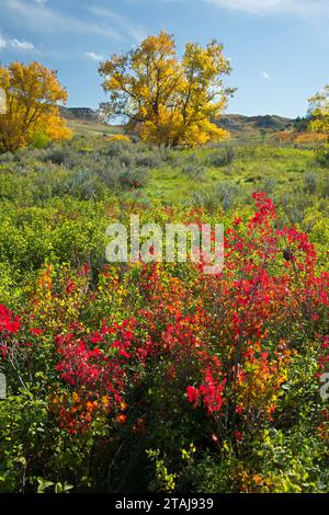 Box Elder entlang des Wind Canyon Trail, Theodore Roosevelt National Park-South Unit, North Dakota Stockfoto