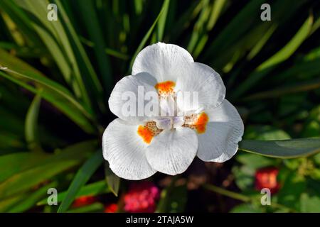 Afrikanische Iris, viertägige Lilie oder Morea-Irisblume (Dietes iridioides) im Garten in Teresopolis, Rio de Janeiro, Brasilien Stockfoto