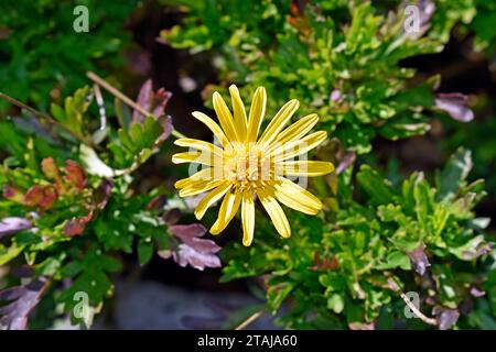 Afrikanischer Busch Gänseblümchen (Euryops chrysanthemoides) im Garten in Teresopolis, Rio de Janeiro, Brasilien Stockfoto