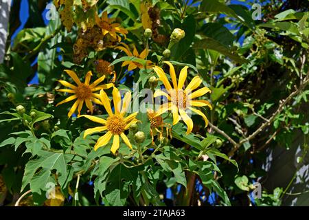 Mexikanische Sonnenblume oder Ringelblume (Tithonia diversifolia) im Garten in Teresopolis, Rio de Janeiro, Brasilien Stockfoto