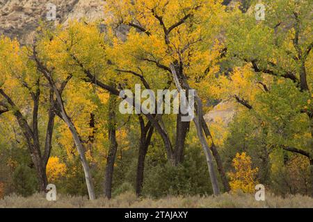 Wald entlang Little Missouri River, Theodore Roosevelt National Park-South Einheit, North Dakota Stockfoto