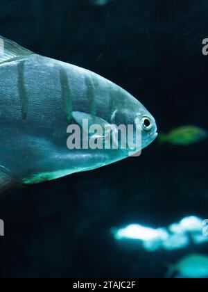 Eine Nahaufnahme eines bunten Fischs, der in einem dunklen Fischbecken schwimmt Stockfoto
