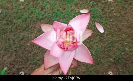 Frischer hellrosa Lotus blüht, grüner Grashintergrund. Lotus ist eine sacré-Blume in Indien, die für Laxmi puja während diwali verwendet wird Stockfoto