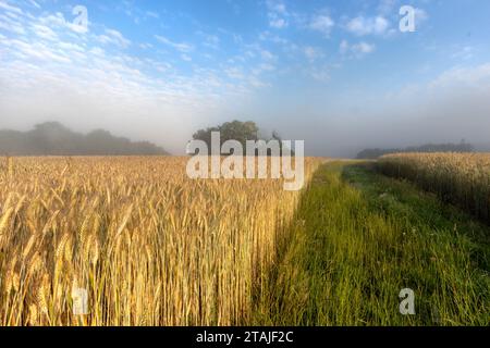 A misty, early morning view across a barley field with blue sky and white clouds and mist. Stockfoto