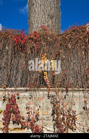 Rote Weinrebe an einer alten Gartenmauer und Tannenbaum runk Stockfoto