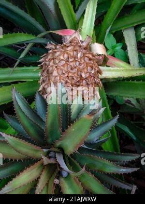 Natürliches Nahaufnahme-Fruchtpflanzenporträt von saftig aussehendem Ananas bracteatus, roter Ananas. Stockfoto