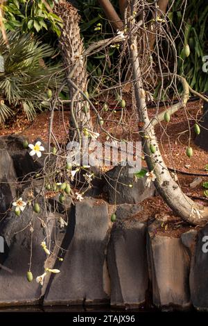 Seltsam schöner Kapokbaum (Ceiba pentandra) und Blumen Stockfoto