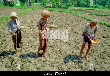 Indonesien, Bali. Reisfelder werden ausgesät. Stockfoto