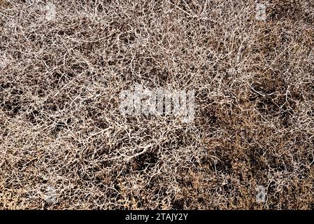 Landschaft von Islote de Lobos. Insel Lobos - Fuerteventura, Kanarische Inseln, Spanien - 24.09.2023 Stockfoto