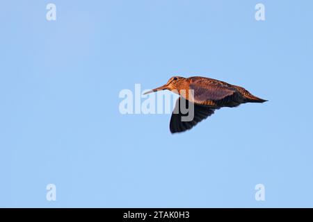 Eurasian Woodcock (Scolopax rusticola) Norfolk November 2023 Stockfoto