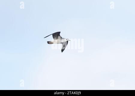 Kaspische Möwe (Larus cachinnans) erster Winter Norfolk November 2023 Stockfoto