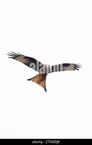 Red Kite (Milvus milvus) Norfolk November 2023 Stockfoto