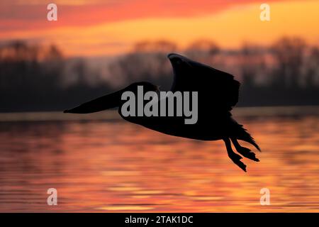 Pelikan fliegt bei Sonnenaufgang über den ruhigen See Stockfoto