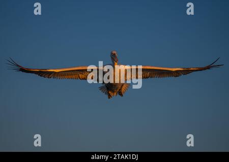 Pelikan gleitet in blauem Himmel und spreizt Flügel Stockfoto