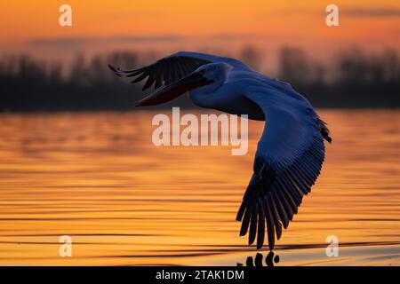 Pelikan fliegt bei Sonnenaufgang über den ruhigen See Stockfoto