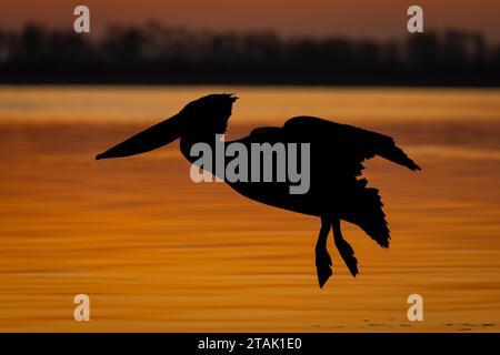 Pelikanfliegen Silhouette über dem See bei Sonnenaufgang Stockfoto