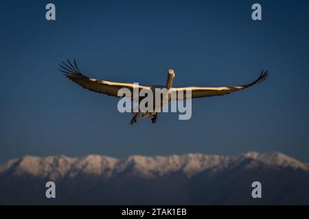 Pelican gleitet durch den blauen Himmel über Berge Stockfoto