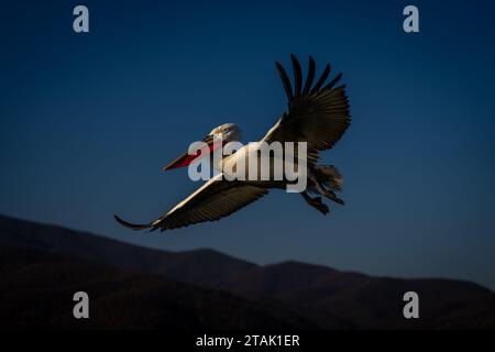 Pelican gleitet durch den blauen Himmel über den Hügeln Stockfoto