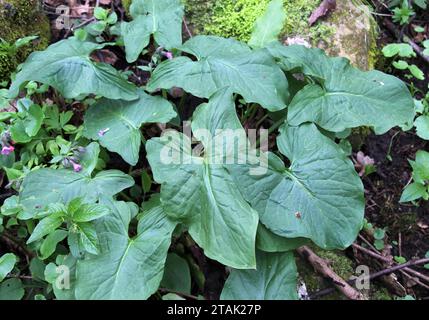 Arum (Arum besserianum) wächst im Wald im Frühjahr. Stockfoto