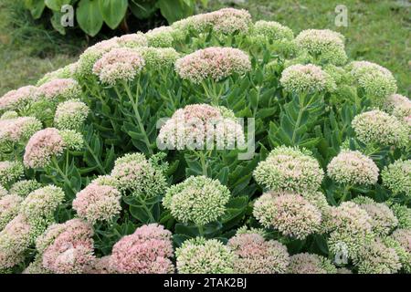 Im Sommer wächst Sedum Maximum im Garten Stockfoto