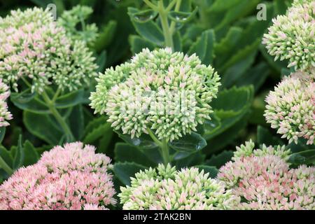 Im Sommer wächst Sedum Maximum im Garten Stockfoto