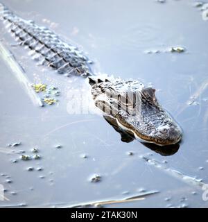 Alligator in Lake Tarpon Stockfoto