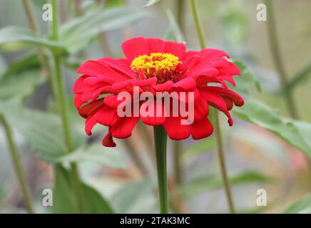 Bunte Zinnien (Majors) blühen in einem Blumenbeet im Garten Stockfoto