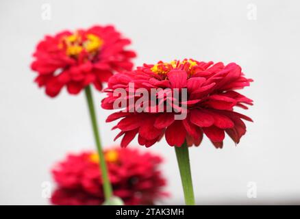 Bunte Zinnien (Majors) blühen in einem Blumenbeet im Garten Stockfoto