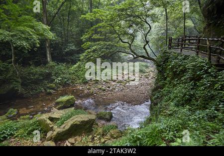 Golden Whip Stream im Zhangjiajie National Forest Park, Hunan, China Stockfoto