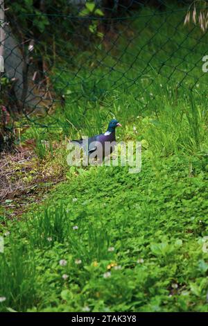 Eine Taube mit grauen Federn und weißem Muster am Hals. Der Vogel läuft frei auf dem Grasboden Stockfoto