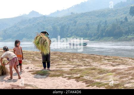 Die Dorfbewohner der Hmong trocknen Besengras (thysanolaena maxima) für die Herstellung von Bürsten am Ufer des Mekong-Flusses in Laos, Südostasien Stockfoto