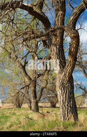 Cottonwood, Rocky Mountain Arsenal National Wildlife Refuge, Colorado Stockfoto