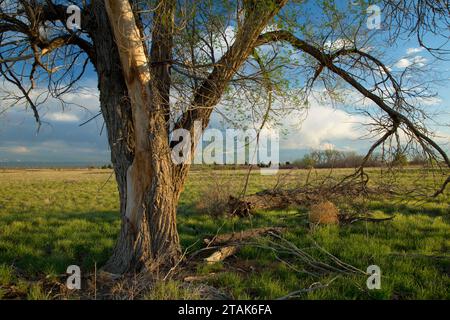 Cottonwood, Rocky Mountain Arsenal National Wildlife Refuge, Colorado Stockfoto