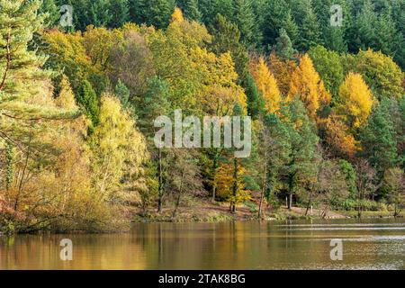 Herbstfarben im Royal Forest of Dean – Mischwald am Mallards Pike bei Parkend, Gloucestershire, England, Großbritannien Stockfoto