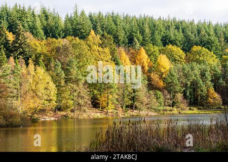 Herbstfarben im Royal Forest of Dean – Mischwald am Mallards Pike bei Parkend, Gloucestershire, England, Großbritannien Stockfoto