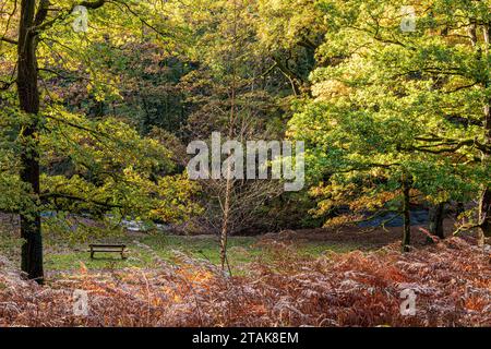 Herbstfarben im Royal Forest of Dean - Oak Trees am Wenchford Picnic Site in der Nähe von Blakeney, Gloucestershire, England, Großbritannien Stockfoto