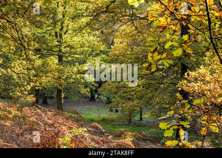 Herbstfarben im Royal Forest of Dean - Oak Trees am Wenchford Picnic Site in der Nähe von Blakeney, Gloucestershire, England, Großbritannien Stockfoto