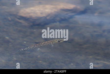 Nördlicher Hecht, Esox lucius, in flachem Wasser Stockfoto