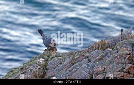 Der Wanderfalke sitzt auf einer Klippe mit Beute Stockfoto