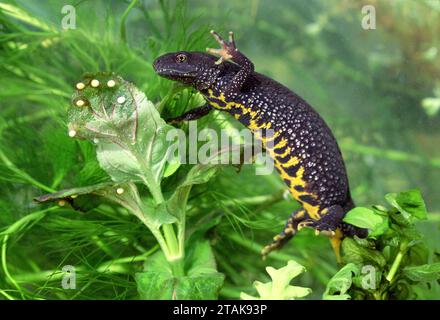 Große Crested Newt Weibchen mit Eiern Stockfoto